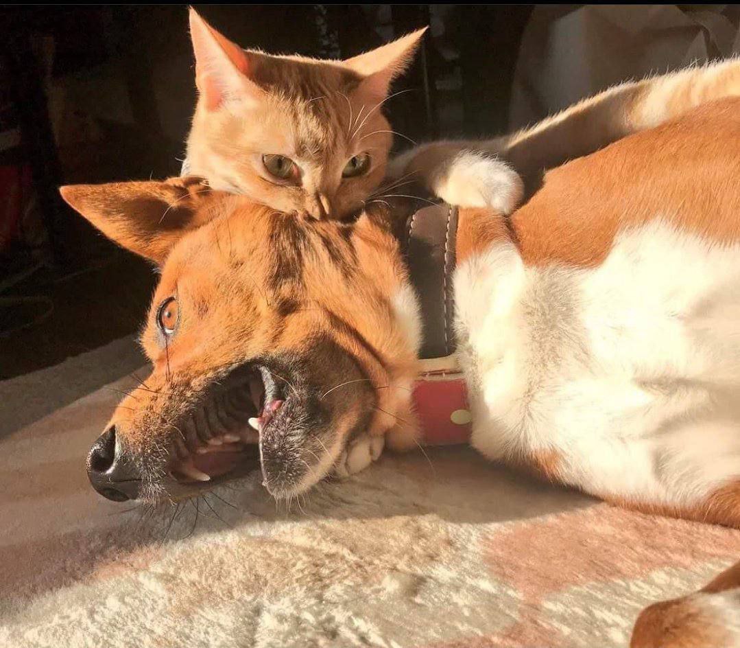 دوست‌دختر سلیطه داشتن اگه عکس بود :😔😂 @paperwhisper
