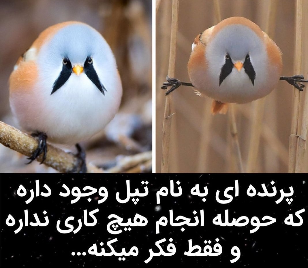 دقیقا به چی فکر میکنه؟😂 @vatan.reels