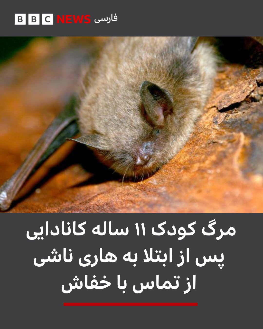 یک پسر ۱۱ ساله کانادایی پس از ابتلا به هاری ناشی از تماس با یک خفاش جان خود را از دست داد. گزارش شده است که این پسر خ...