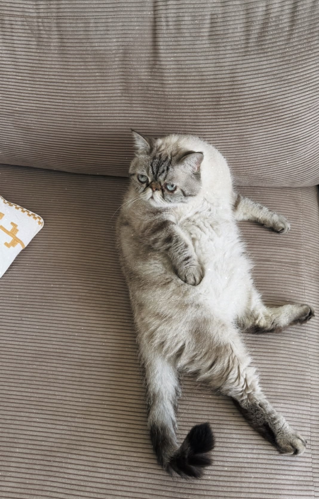 kocholoo