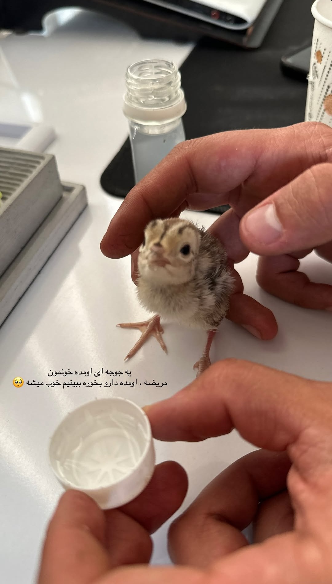 🐣