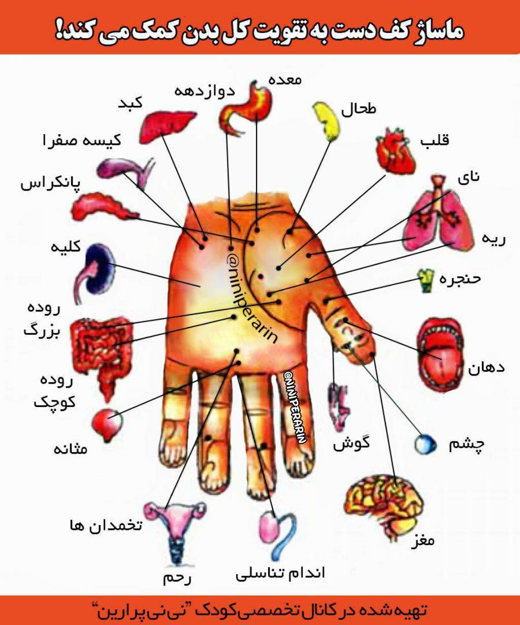 کف دست با تمامی اندام های بدن مرتبط است و ماساژ کف دست به درمان تمام بیماری های اندام های مختلف بدن کمک میکند. هر بخش...
