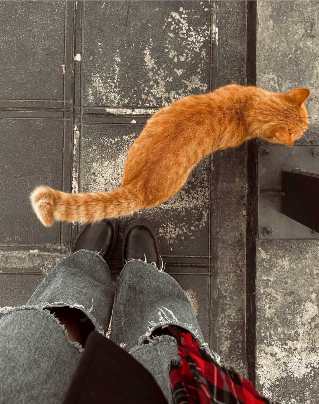 🐈🧡